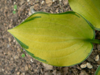 /album/fotogalerie-nabidka/hosta-cracker-crumbs-list-jpg/